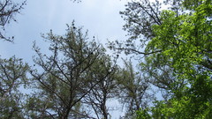 Pinus pungens