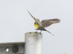 Tyrannus melancholicus