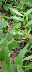 Leucas decemdentata