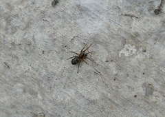 Phrurolithus festivus