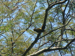 Dryobates maculifrons