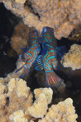 Synchiropus splendidus