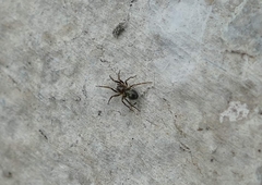 Phrurolithus festivus