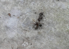 Phrurolithus festivus