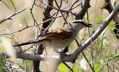 Tchagra australis