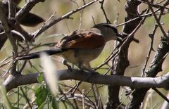 Tchagra australis