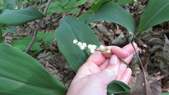 Convallaria pseudomajalis