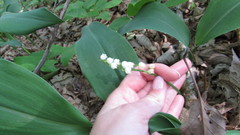Convallaria pseudomajalis