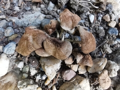 Psathyrella