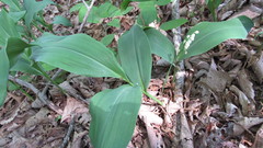 Convallaria pseudomajalis