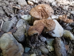 Psathyrella