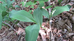 Convallaria pseudomajalis