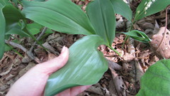 Convallaria pseudomajalis