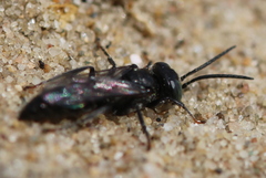 Tachysphex nitidus