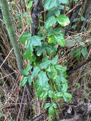 Boquila trifoliolata