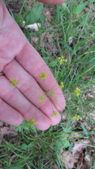 Taenidia integerrima