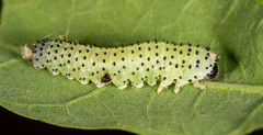 Periclista
