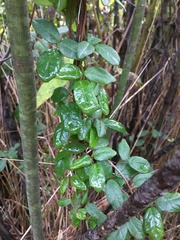 Boquila trifoliolata