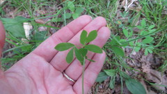 Taenidia integerrima