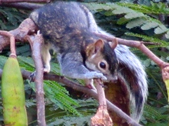 Sciurus colliaei