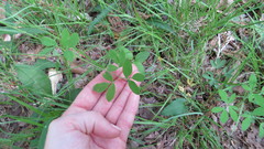 Taenidia integerrima