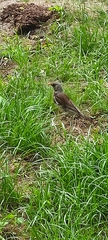 Turdus pilaris
