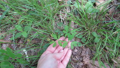 Taenidia integerrima
