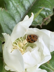 Harmonia axyridis