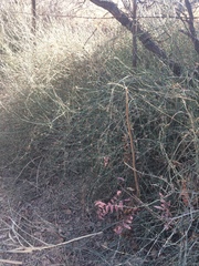 Ephedra antisyphilitica