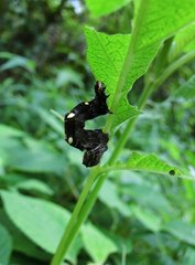 Thysanoplusia reticulata