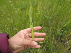 Triticum monococcum boeoticum