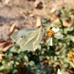 Pieris rapae rapae