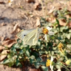 Pieris rapae rapae