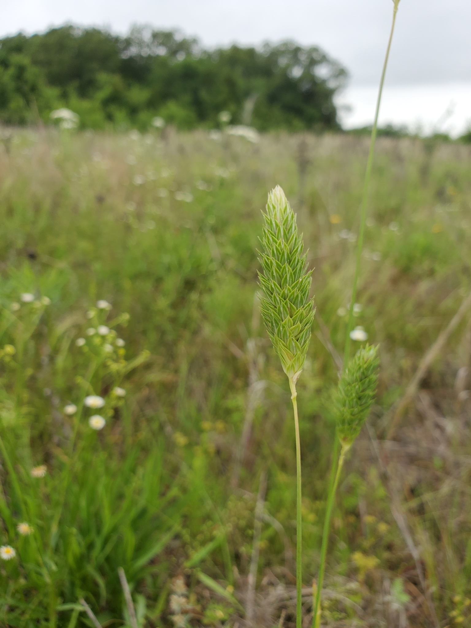 Phalaris caroliniana