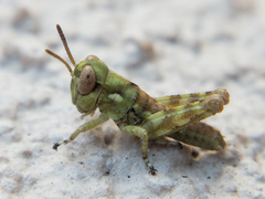 Melanoplus splendidus
