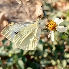 Pieris rapae rapae