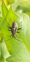 Calocoris nemoralis