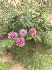 Mimosa rupertiana