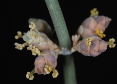 Ephedra antisyphilitica