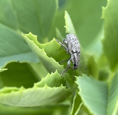 Sitona cylindricollis