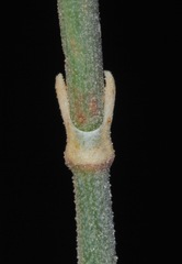Ephedra antisyphilitica