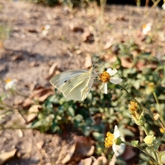 Pieris rapae rapae