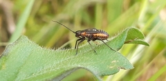 Calocoris nemoralis