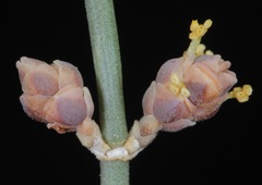 Ephedra antisyphilitica