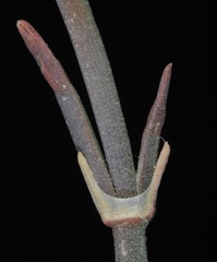 Ephedra antisyphilitica