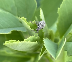 Sitona cylindricollis