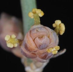 Ephedra antisyphilitica