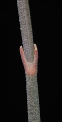 Ephedra antisyphilitica