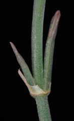 Ephedra antisyphilitica