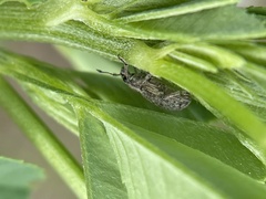 Sitona cylindricollis
